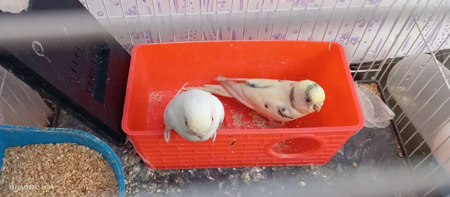 سه جفت مرغ.عشق اسپانگل|پرنده|شیروان (خراسان), |دیوار