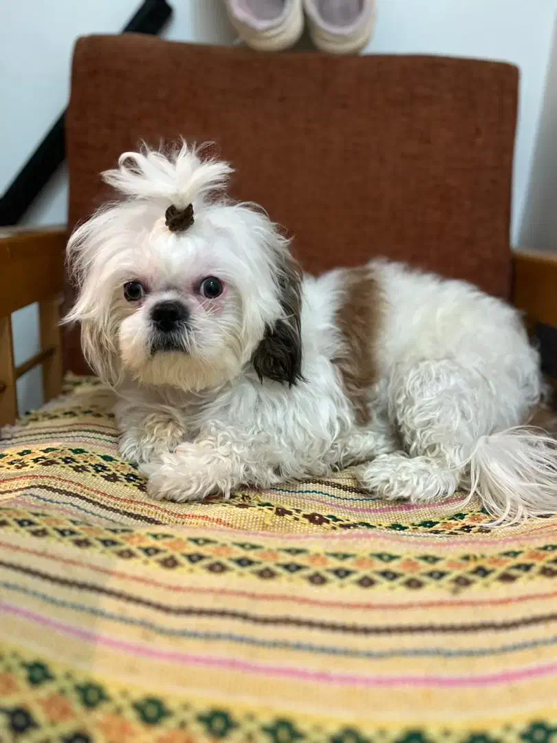 واگذاری شیتزو تریر|سگ|پاکدشت, پاکدشت (مامازند)|دیوار