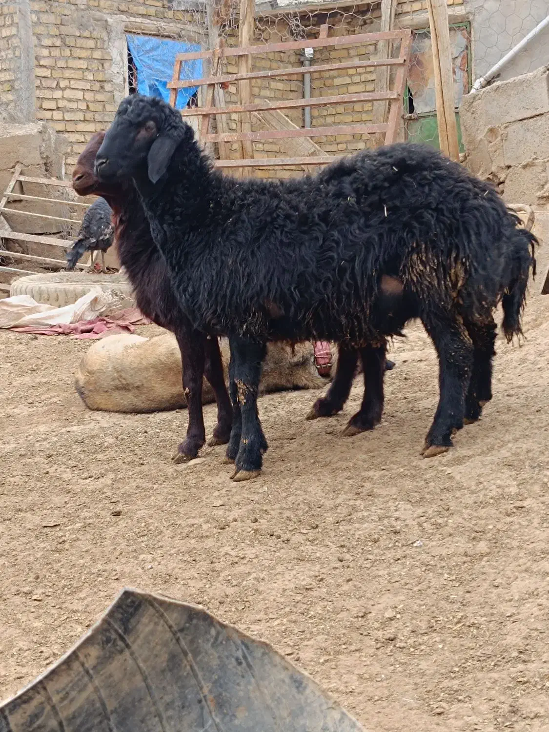 قره قزل|حیوانات مزرعه|قیدار, |دیوار