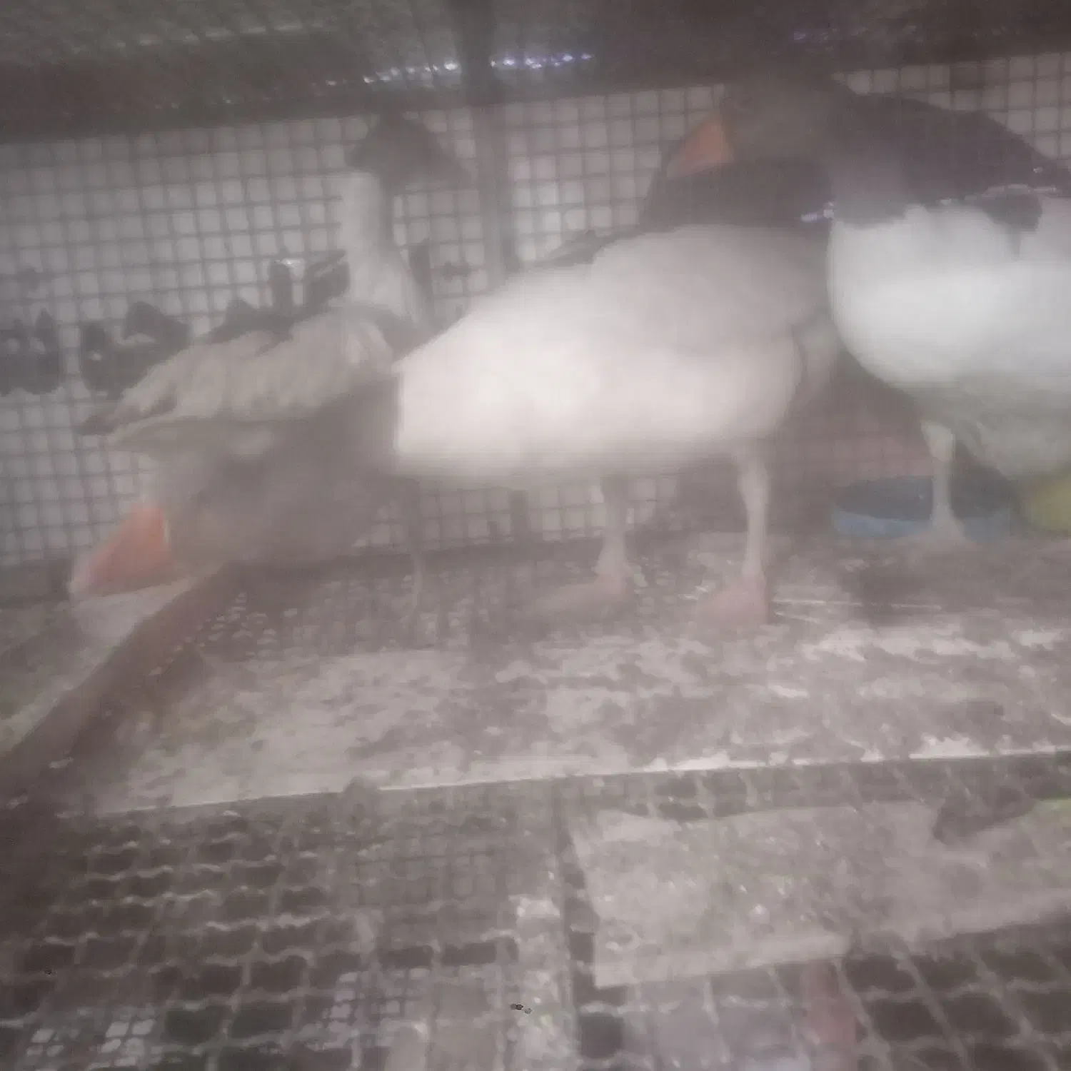 غاز|حیوانات مزرعه|جونقان, |دیوار