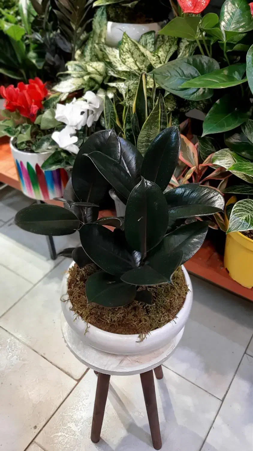 بنسای جنسینگ/بنسای فیکوس/گل آپارتمانی گیاه|گل و گیاه طبیعی|فردیس, فردیس|دیوار