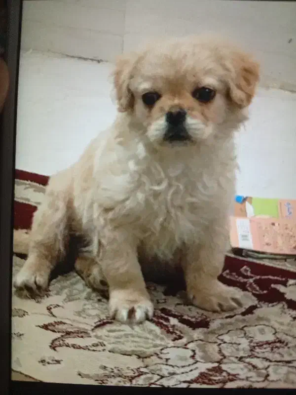 واگذاری سگ|سگ|محمدشهر, همایون ویلا|دیوار