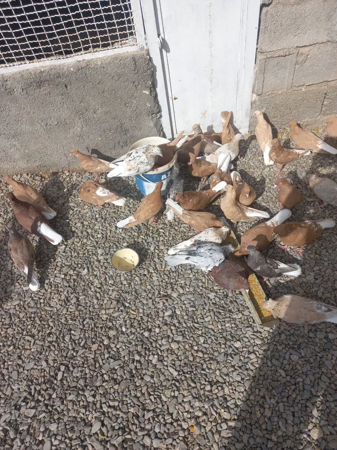 دم سفید|پرنده|تربتحیدریه, فردوسی جنوبی|دیوار