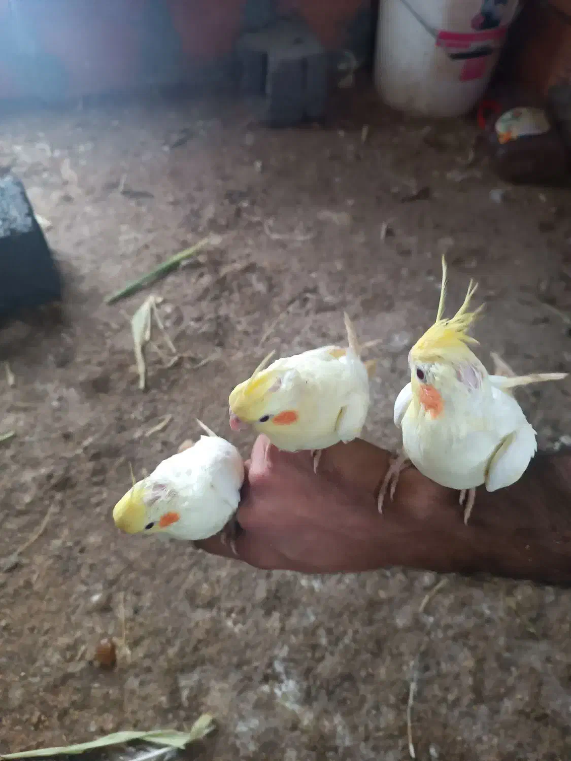 عروس هلندی دستی|پرنده|نکا, |دیوار