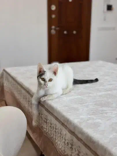 گربه ی خونگی ملوس|گربه|گنبد کاووس, |دیوار