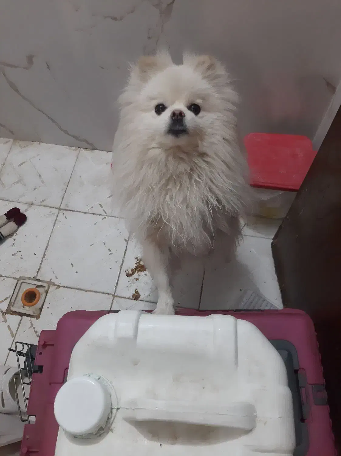 سگ پامر|سگ|اصفهان, طامه|دیوار