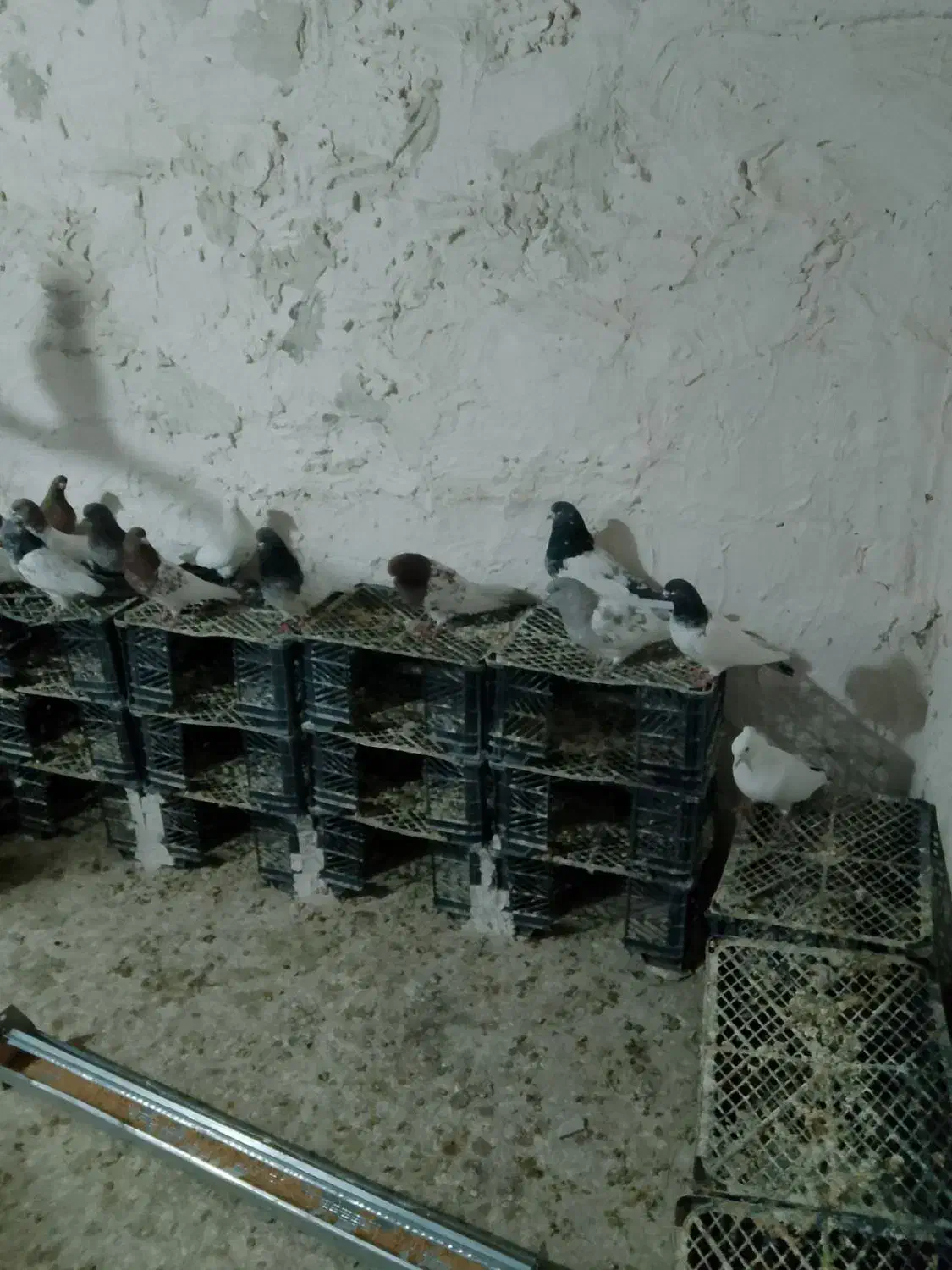 کبوتر پرشی|پرنده|فامنین, |دیوار