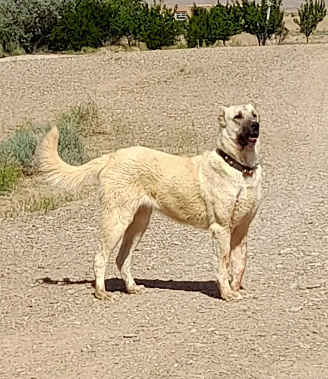 ماده سگ خراسانی|سگ|خاتم, |دیوار