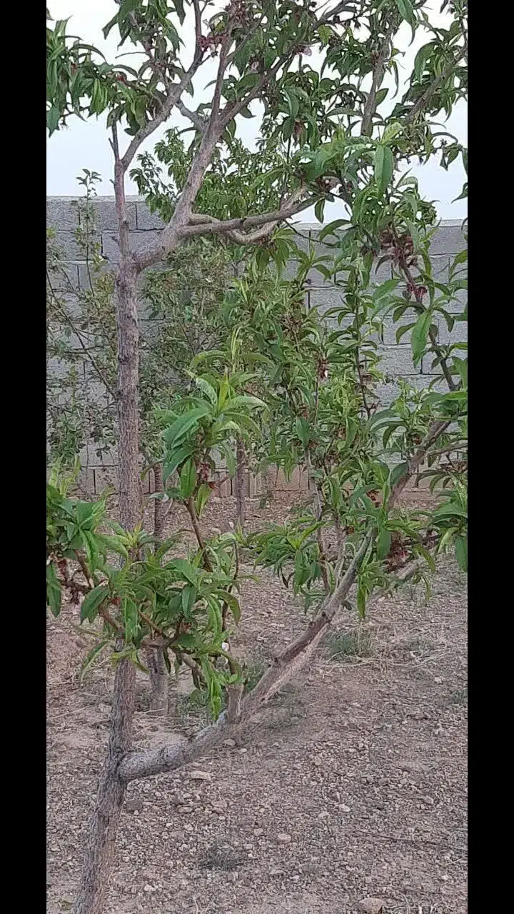 فروش باغ۱۰۰۰ متری نزدیک تبریزقابل تهاتر|فروش خانه و ویلا|صوفیان, |دیوار