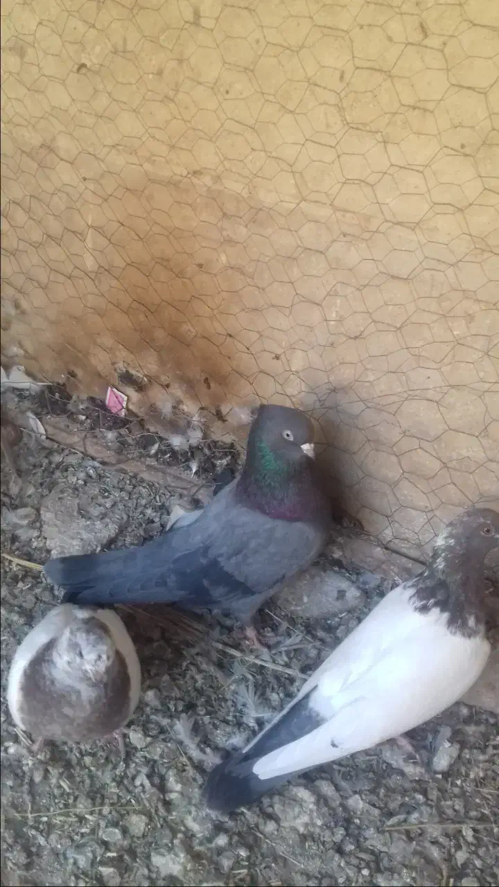 کبوتر|پرنده|آشتیان, |دیوار