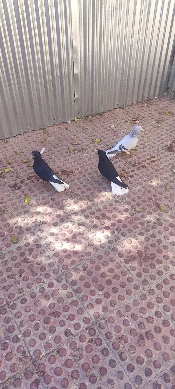 کبوتر دوم سفید|پرنده|تاکستان, |دیوار