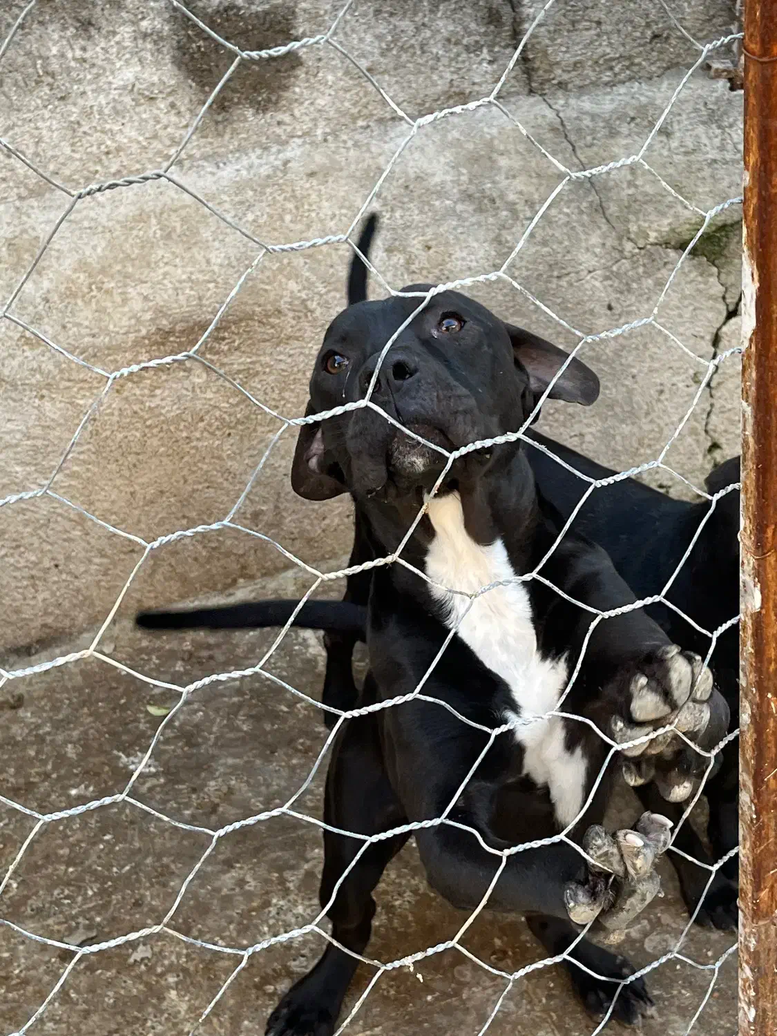 سگ پیتبول آمریکن بولی|سگ|گرگان, |دیوار