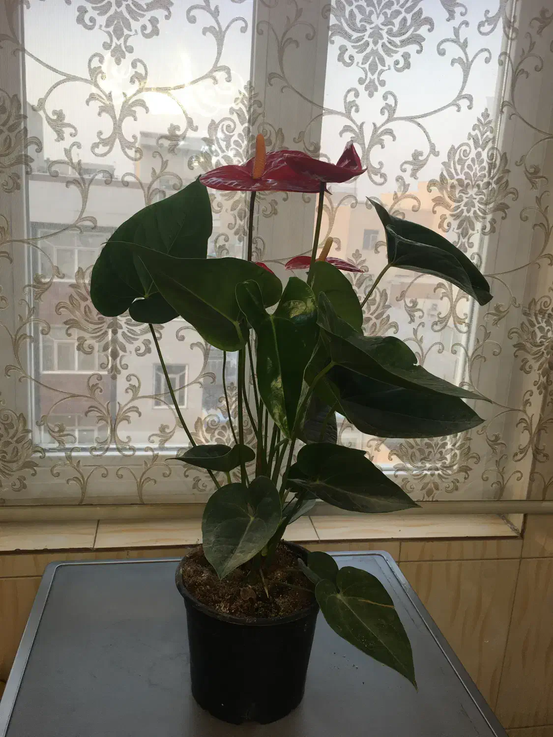 گل آنتریوم|گل و گیاه طبیعی|تهران, مسعودیه|دیوار