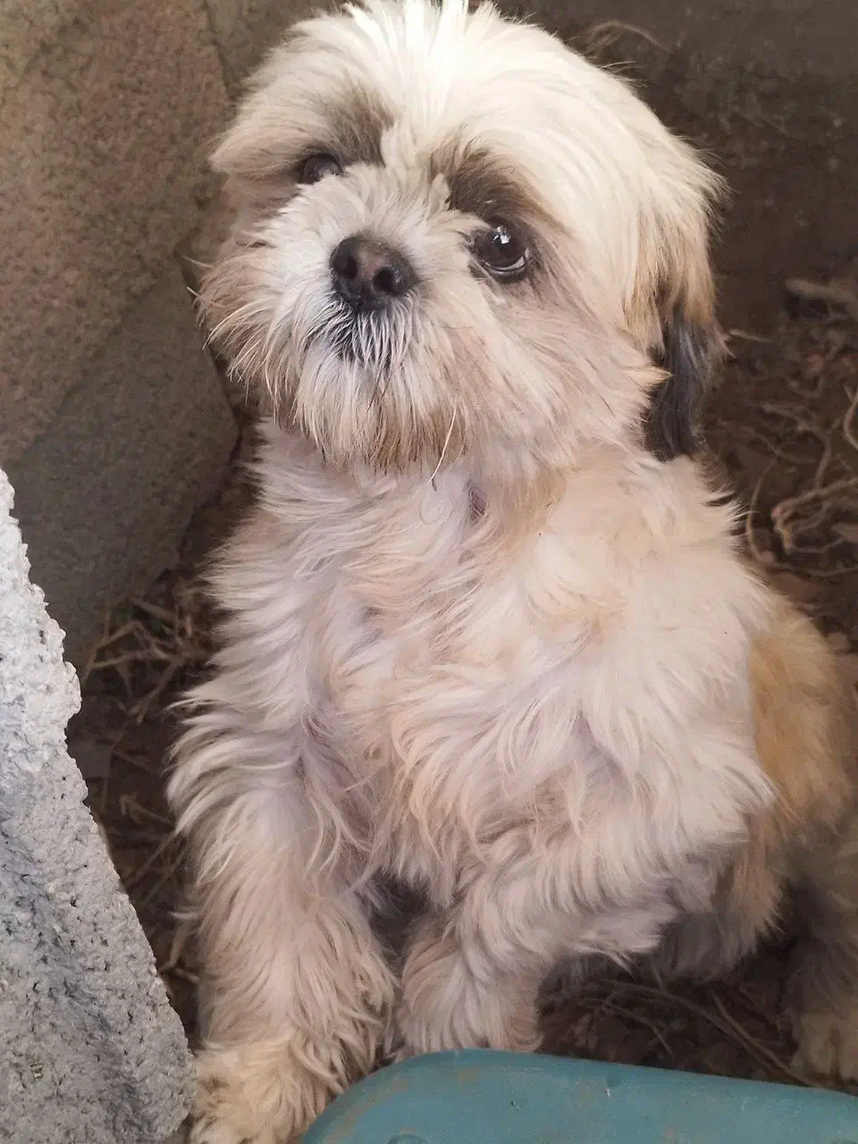 سگ پا کوتاه|سگ|هشتگرد, فشند|دیوار