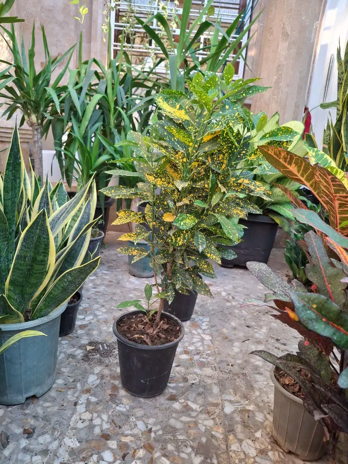 گلفروشی مهرسانا|گل و گیاه طبیعی|آبپخش, |دیوار