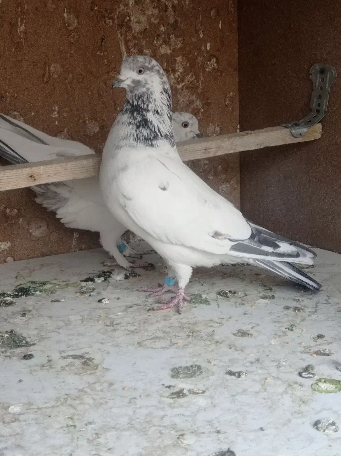 کفترکله دم سبز|پرنده|تهران, امیریه|دیوار