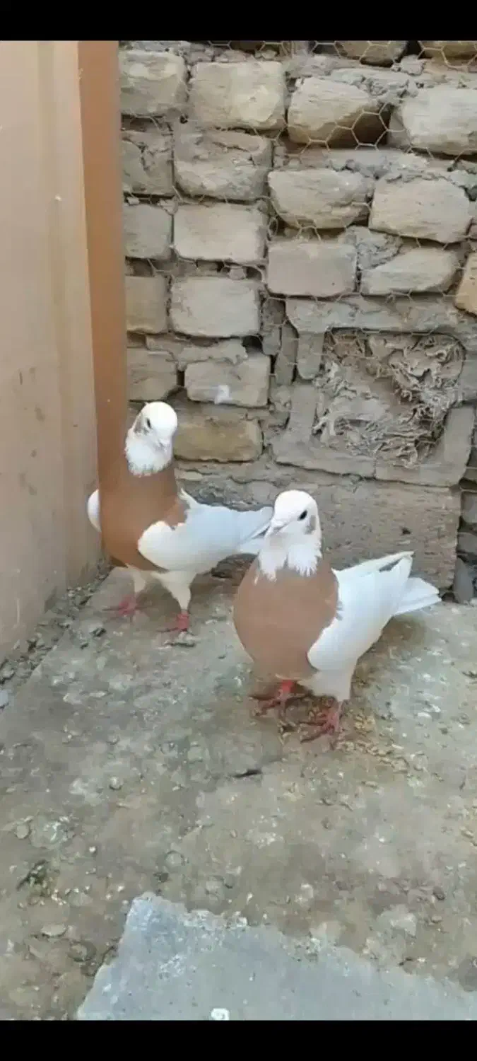 طوقی|پرنده|بناب, |دیوار