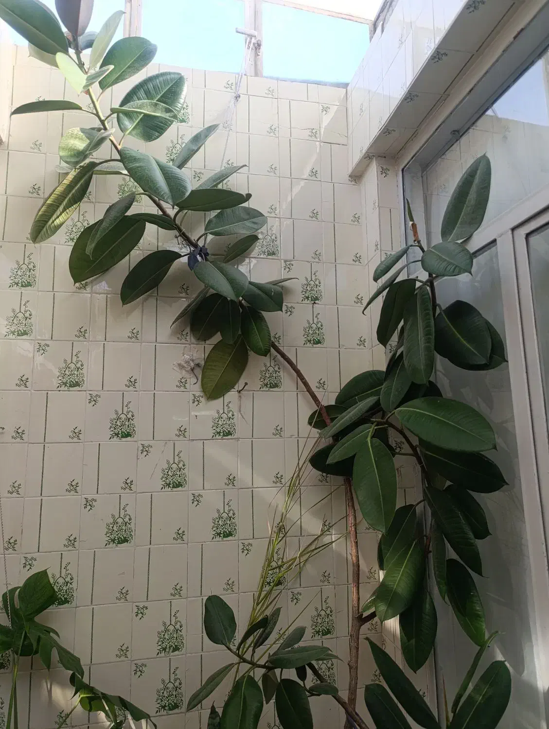 گل آپارتمانی  فیکوس|گل و گیاه طبیعی|شاهرود, |دیوار