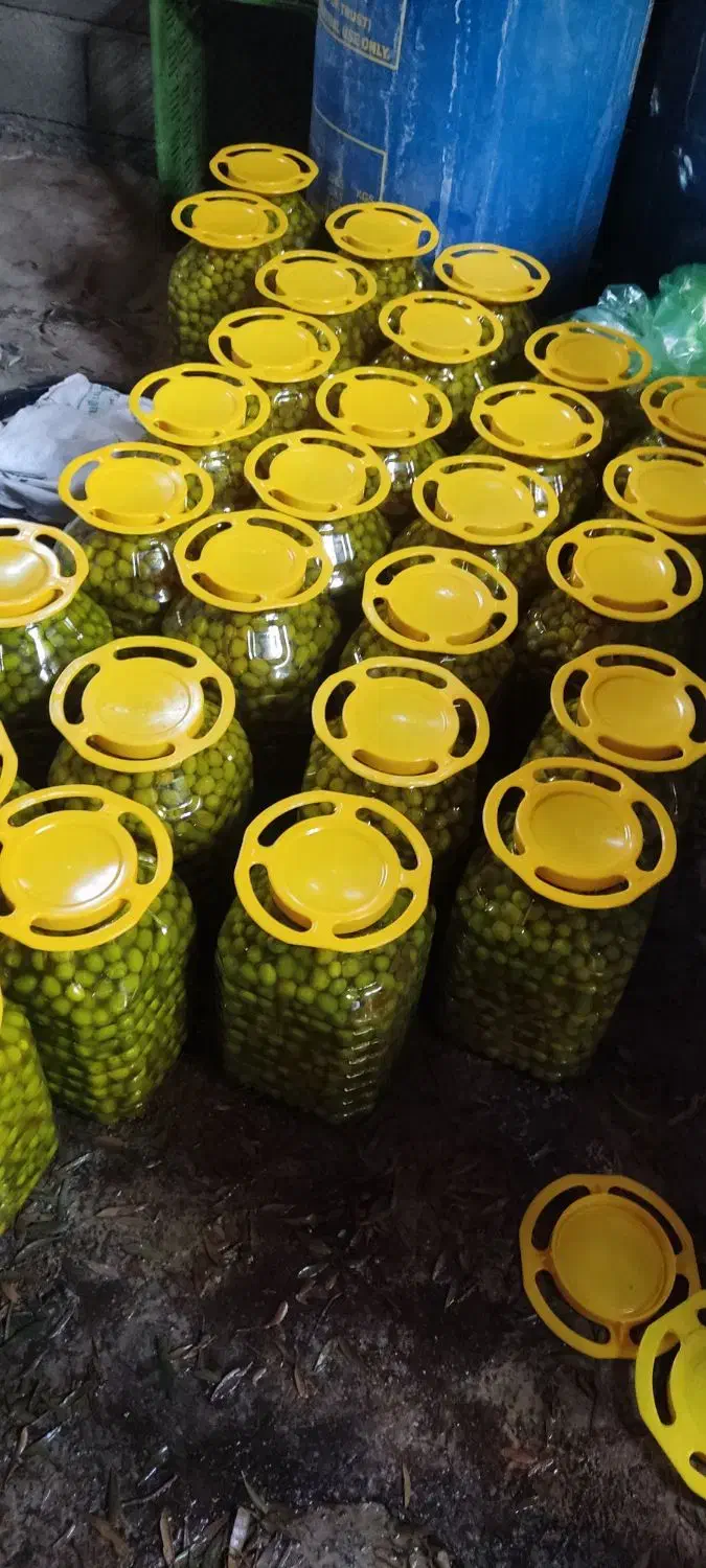 زیتون و روغن زیتون امساله|خوردنی و آشامیدنی|کلاردشت, |دیوار