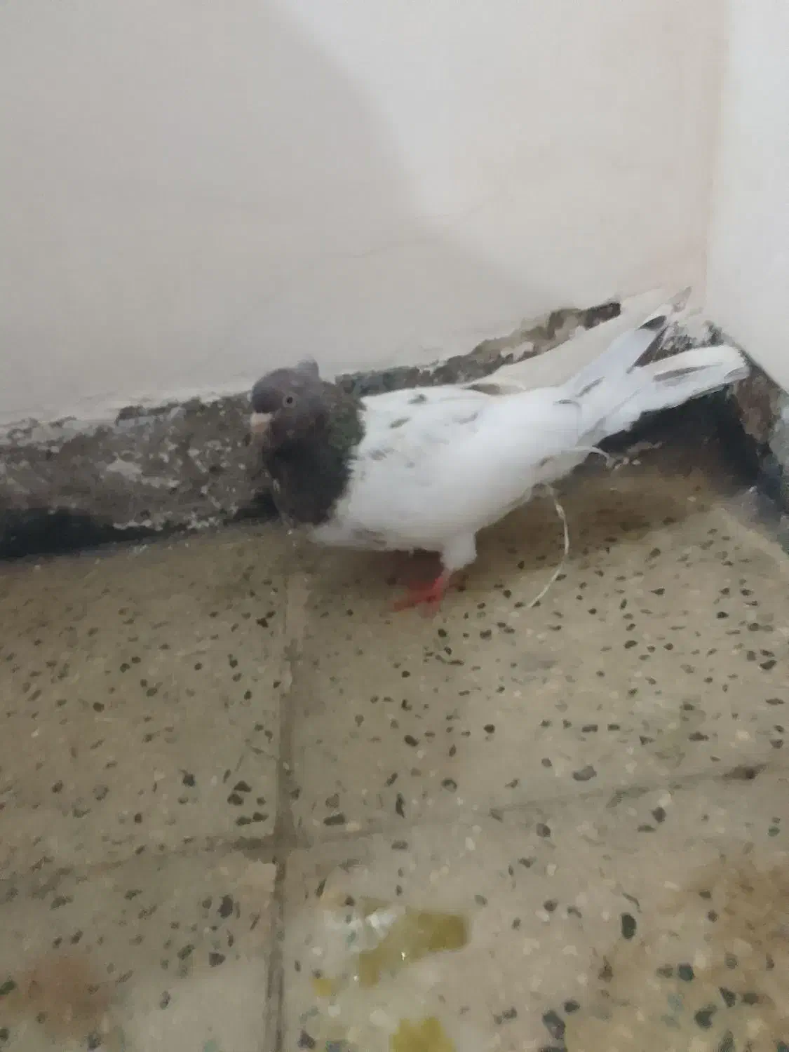 کبوتر|پرنده|شوشتر, |دیوار