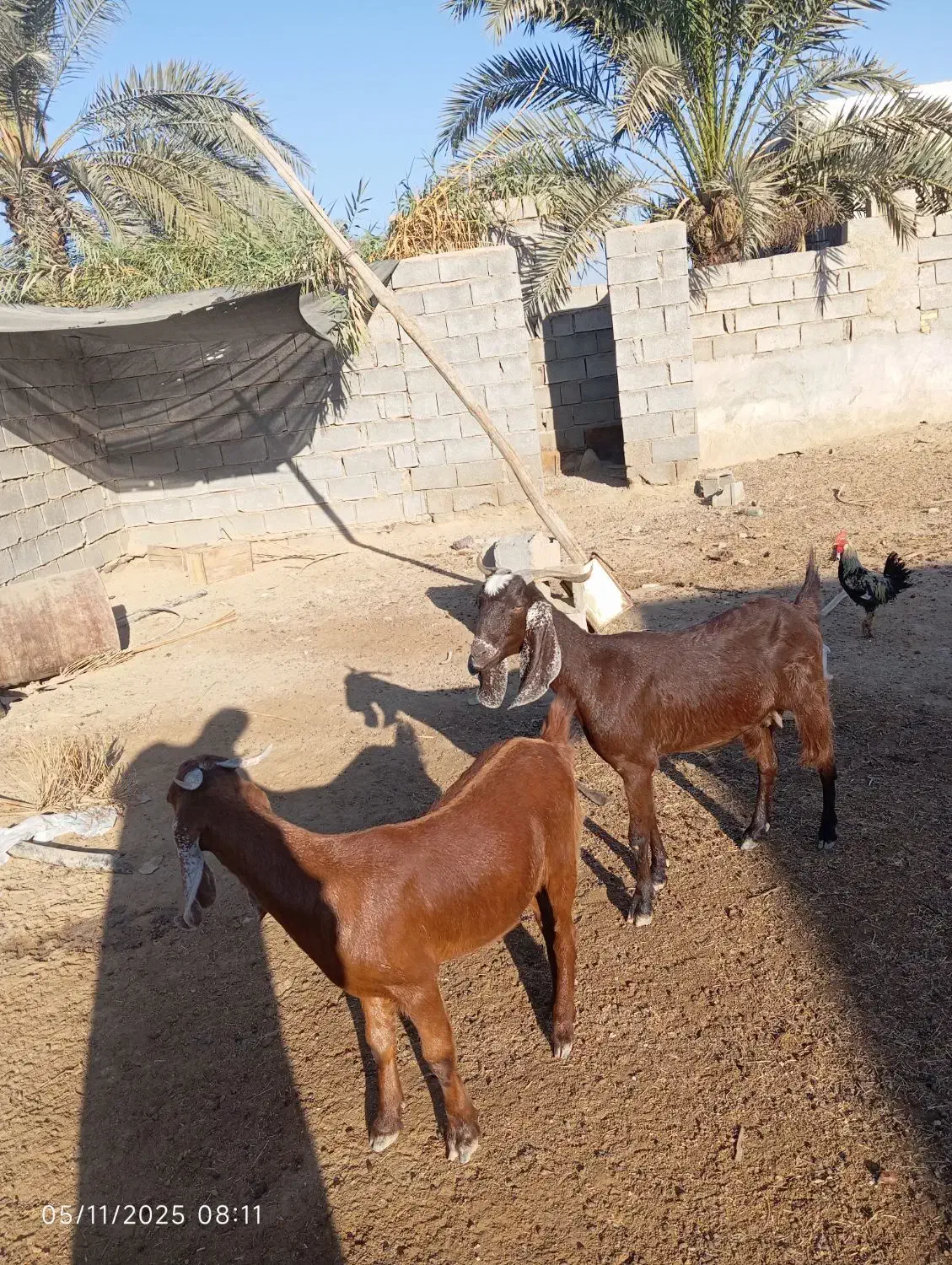 بز نجدی|حیوانات مزرعه|بندر ماهشهر, |دیوار