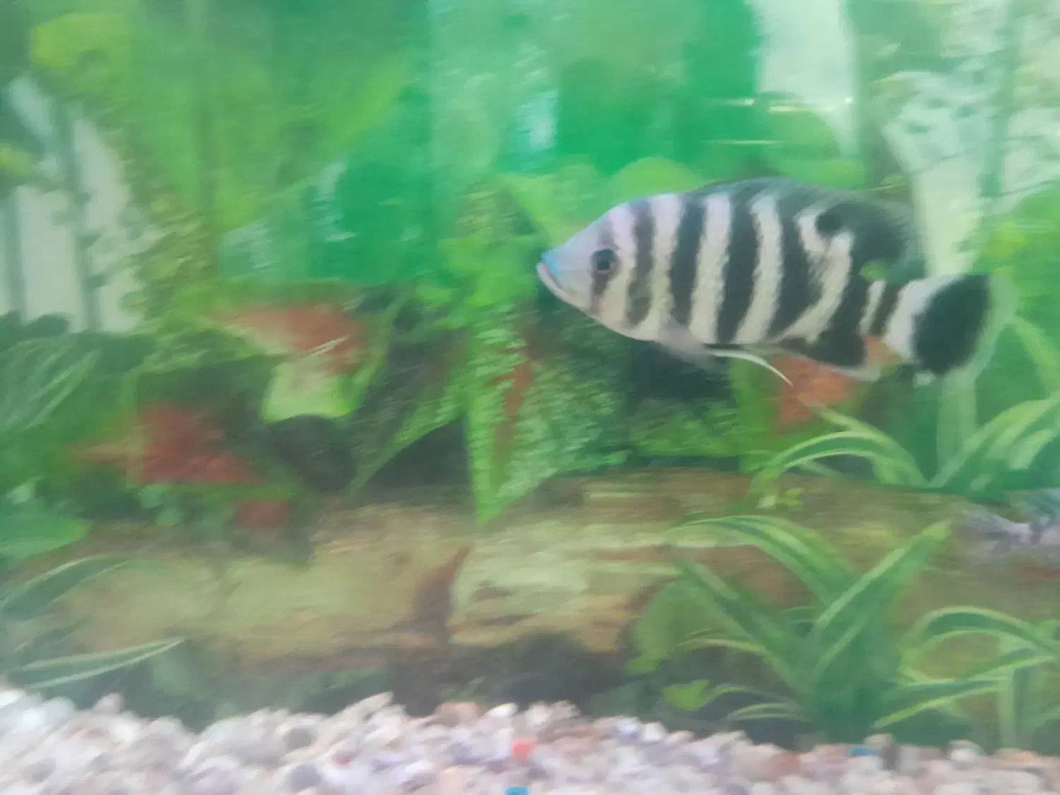 ماهی|ماهی|فسا, |دیوار