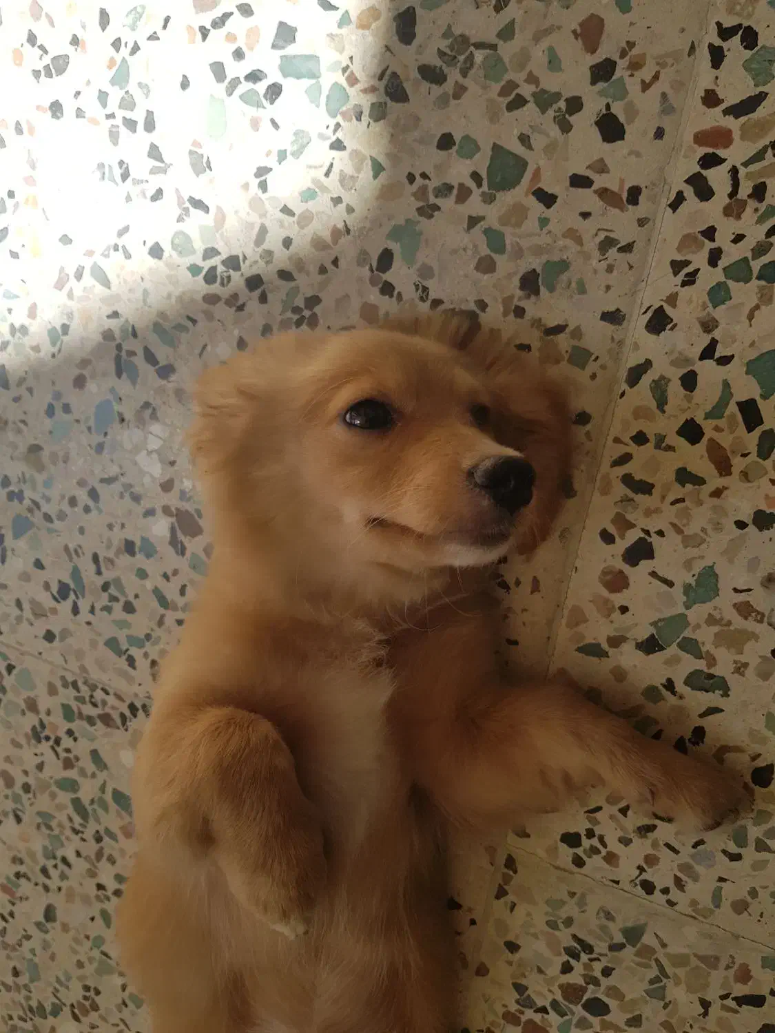 سگ گمشده|حیوانات|بندر گز, |دیوار