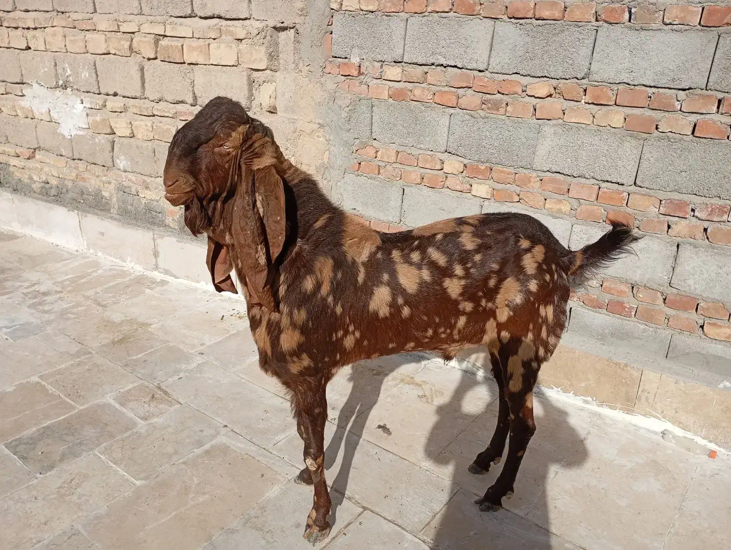 نربز پاکستانی|حیوانات مزرعه|زاهدان, |دیوار