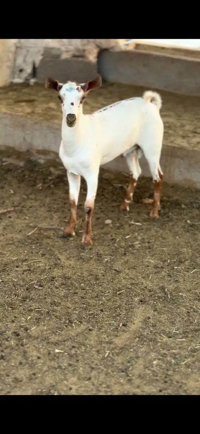 جنس ناب|حیوانات مزرعه|تهران, دستغیب|دیوار