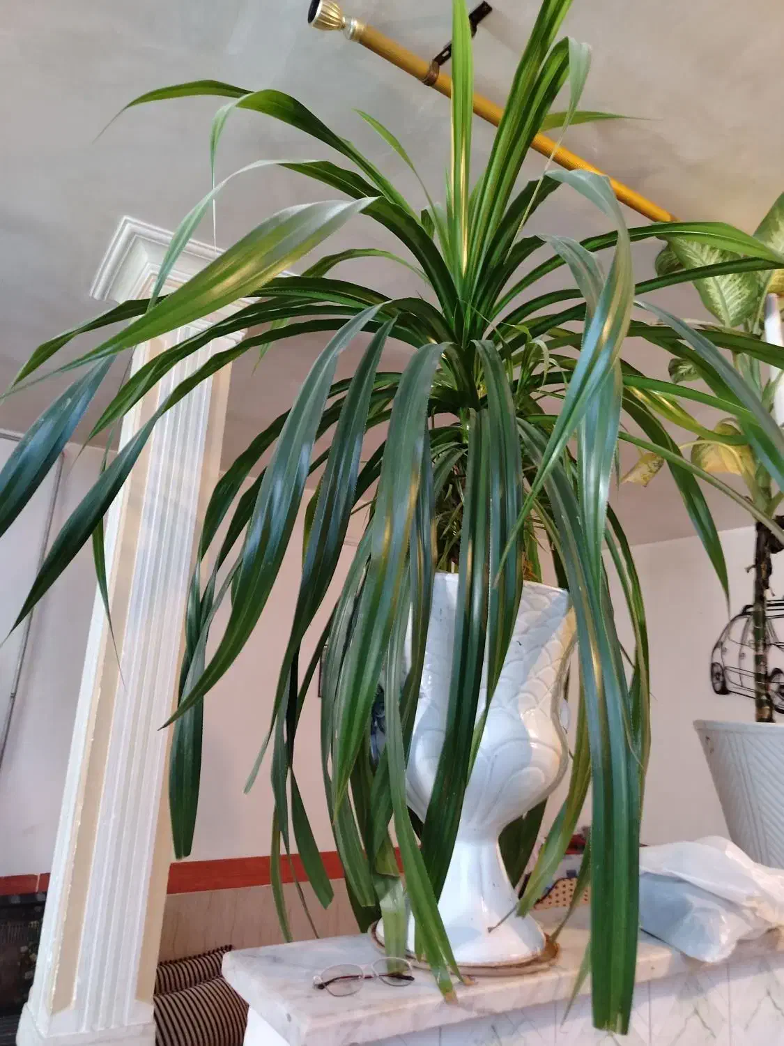 گل بسیارزیبا بزرگ پاندانوس|گل و گیاه طبیعی|سبزوار, باهنر|دیوار