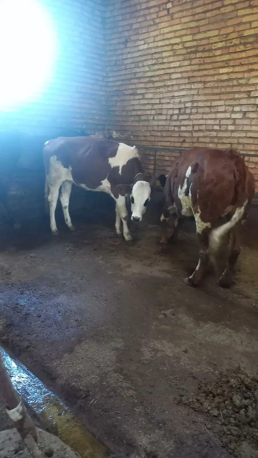 فروش سه عدد گوساله ماده|حیوانات مزرعه|مهربان, |دیوار