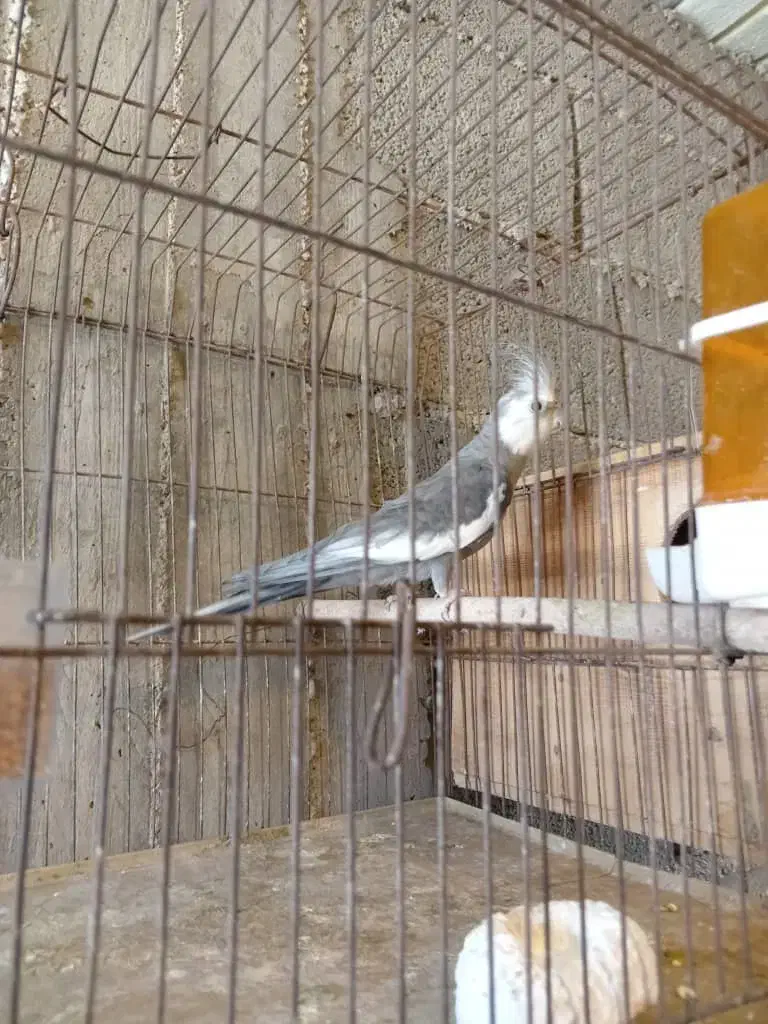 عروس هلدی نر مست|پرنده|بندر گناوه, |دیوار