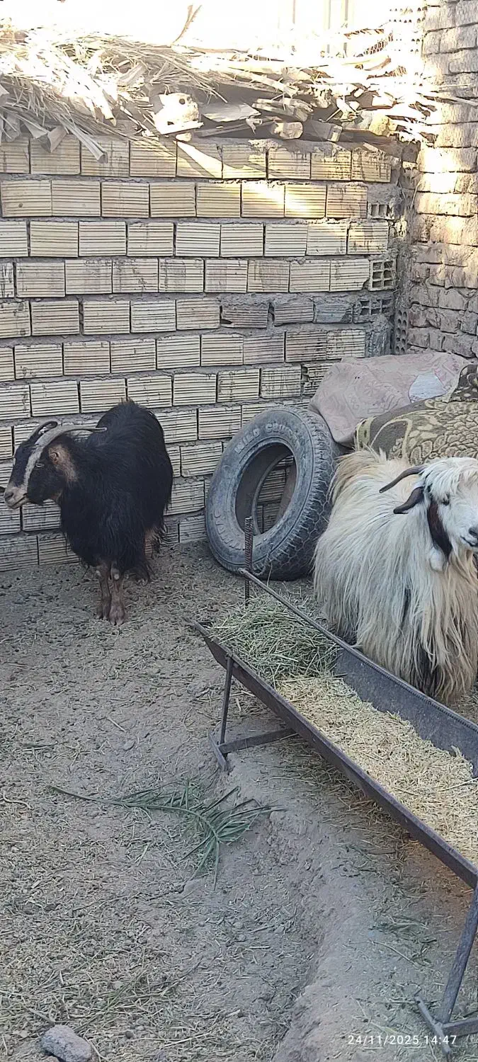 ۱۲۳|حیوانات مزرعه|بم, |دیوار