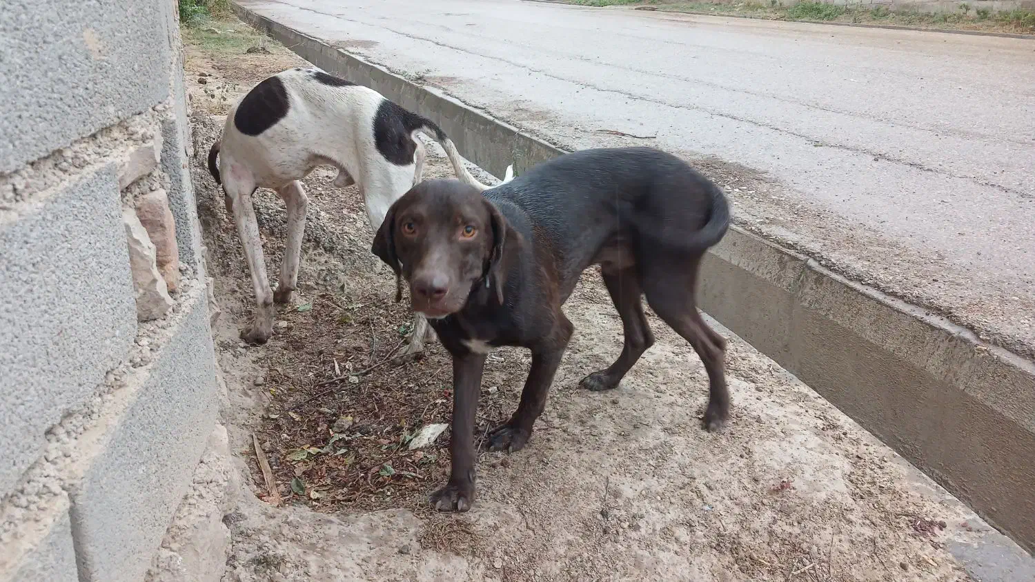 توله سگ دنبالانی حرفی|سگ|گلی داغ, |دیوار