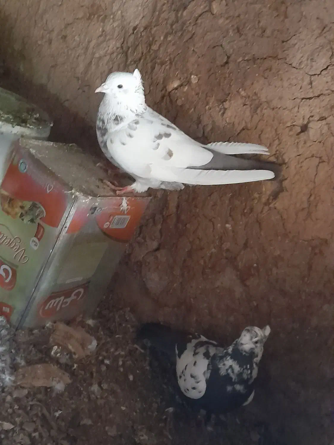 کبوتر|پرنده|شباب, |دیوار