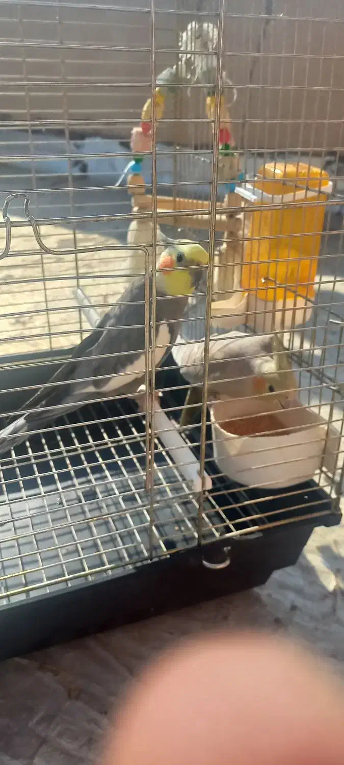 عروس طوطی|پرنده|باسمنج, |دیوار