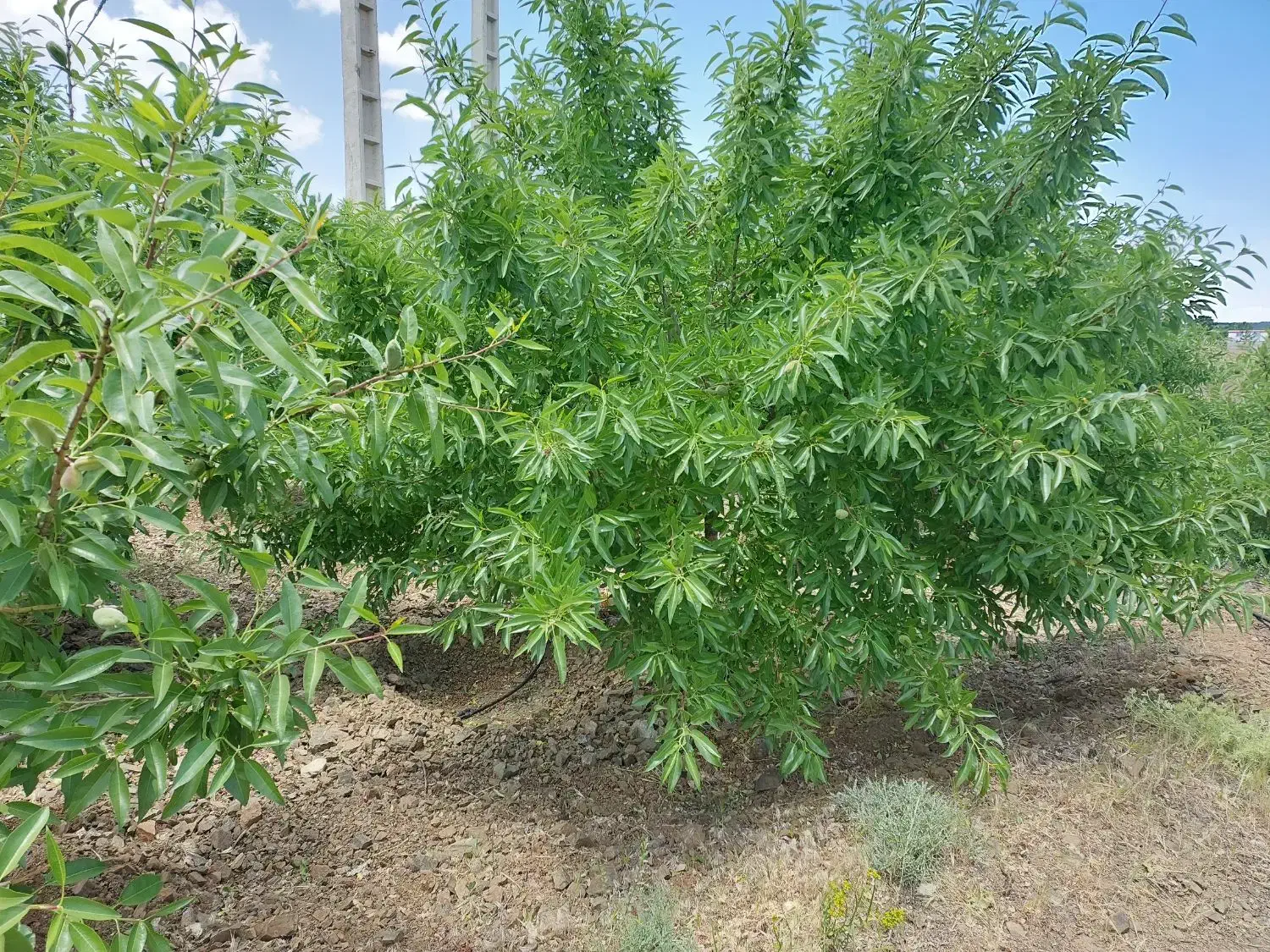 باغ کشاورزی فدک بادام|فروش دفتر صنعتی، کشاورزی، تجاری|شیدا, |دیوار