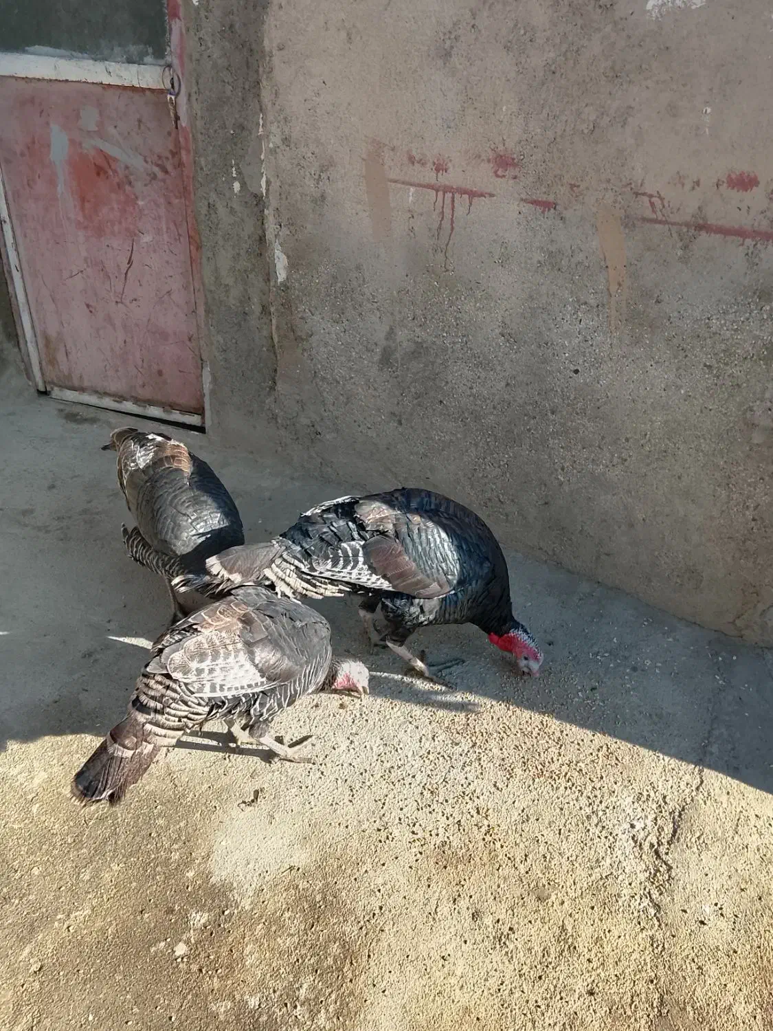 بوقلمون|حیوانات مزرعه|شیروان (لرستان), |دیوار