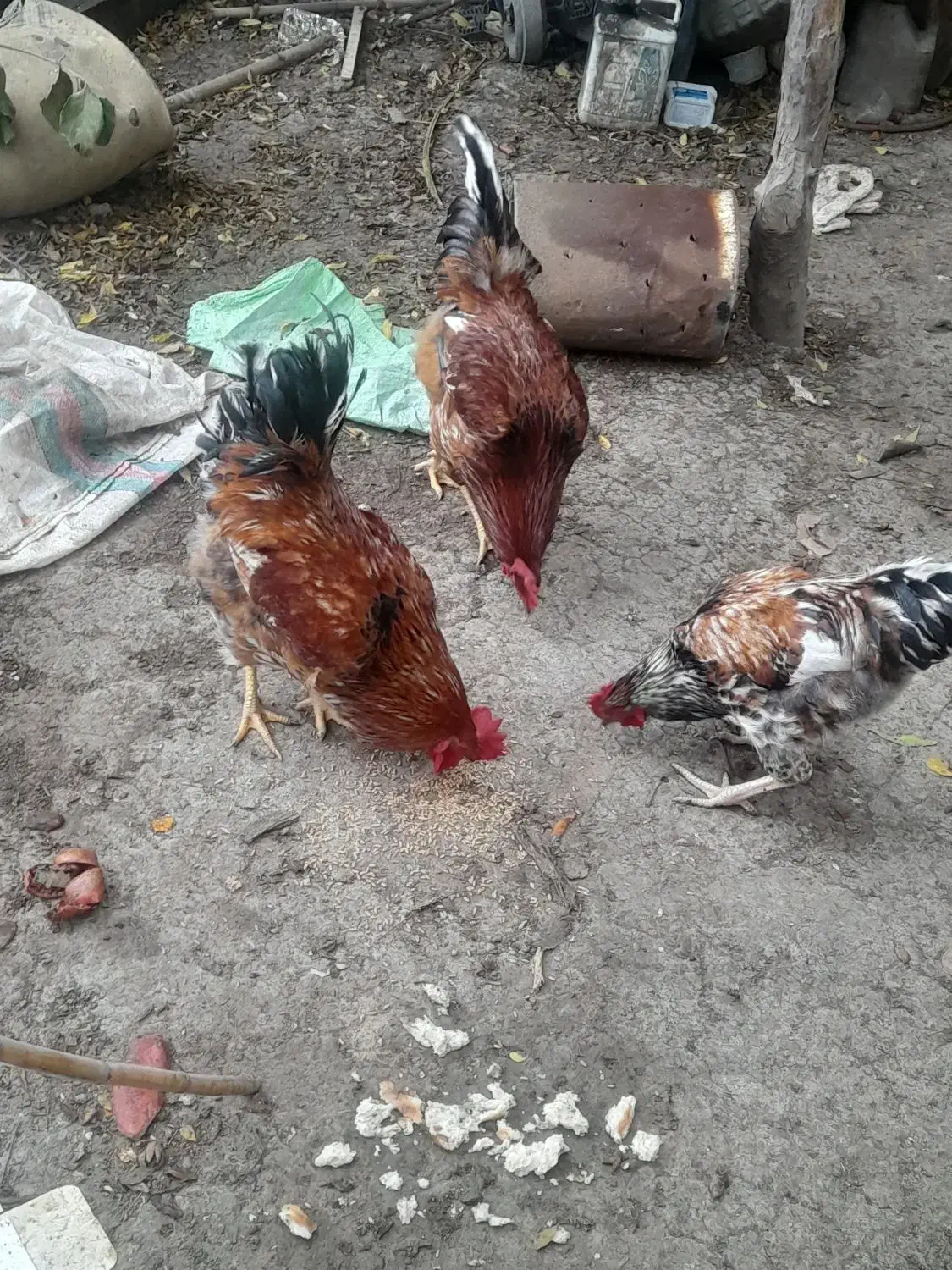 خروس جوان|حیوانات مزرعه|رامیان, |دیوار