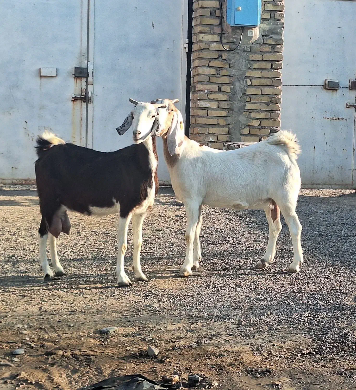 ۲ تا بز دورگ پاکستانی|حیوانات مزرعه|رفسنجان, |دیوار