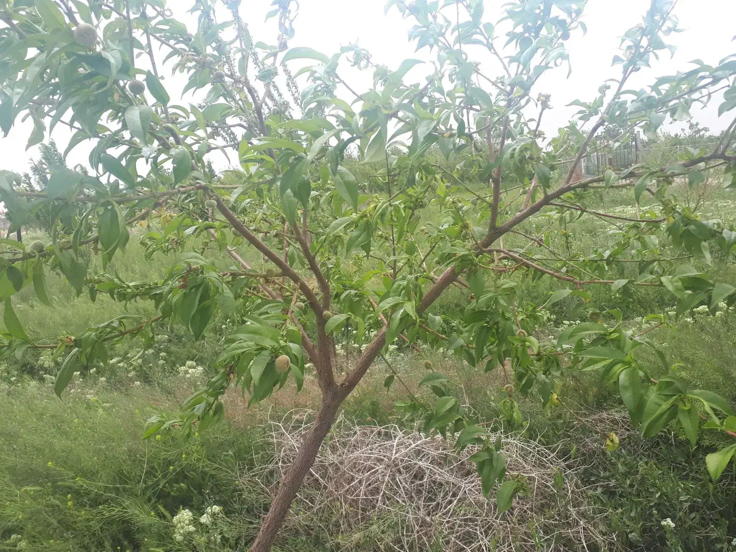 فروش فوری ۱۰۰۰مترباغ فنس کشی احمد آباد|فروش زمین و ملک کلنگی|اراک, |دیوار