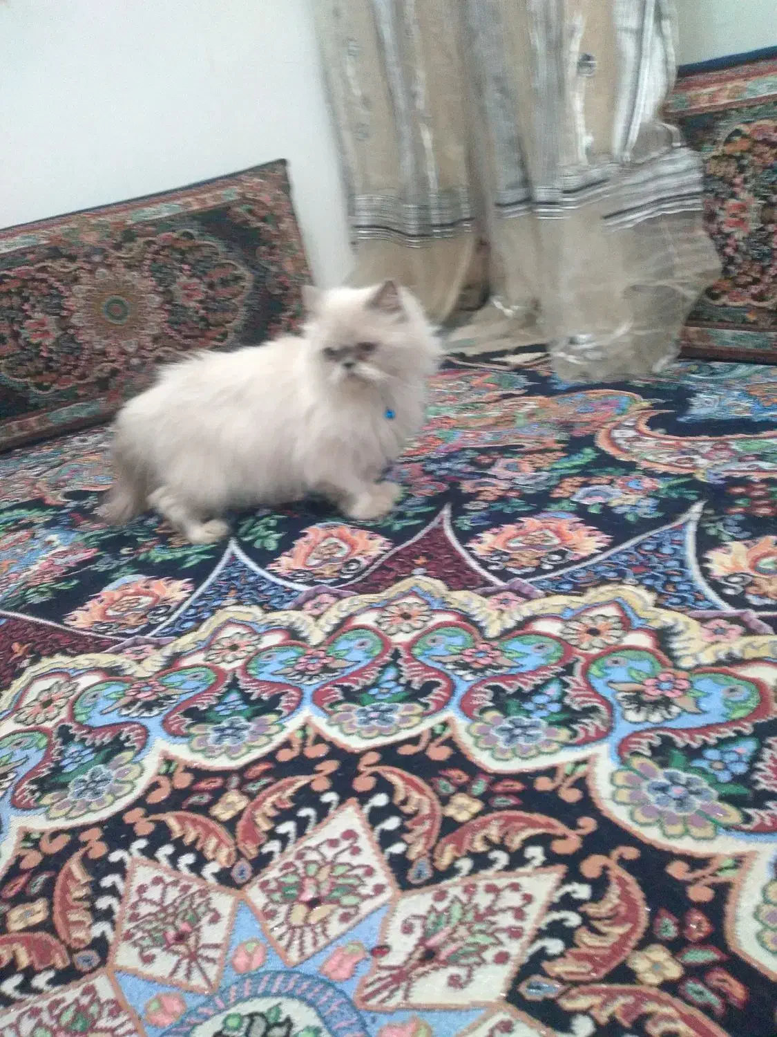 گربه پرشین|گربه|تربت‌حیدریه, کلاته توکلی|دیوار