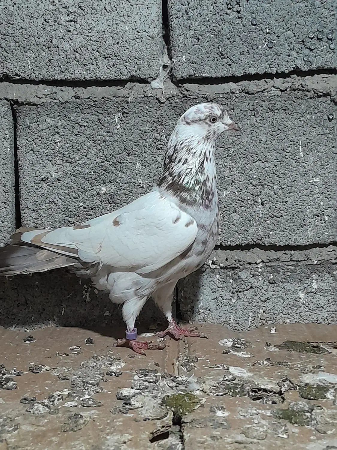 کبوتر پرشی|پرنده|لاهیجان, لیالستان|دیوار