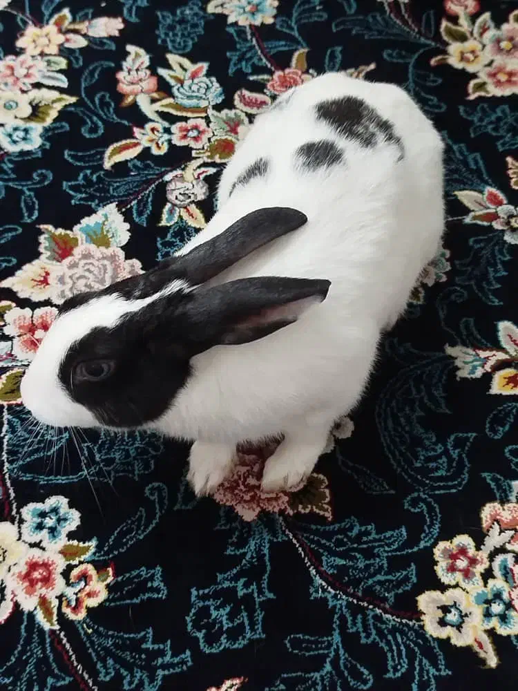 خرگوش|موش و خرگوش|شهریار, شهرک امیریه|دیوار