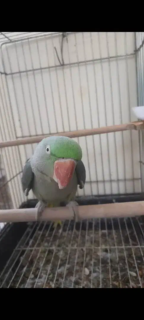 شاه طوطی رام رخ در رخ سخنگو|پرنده|ساری, |دیوار