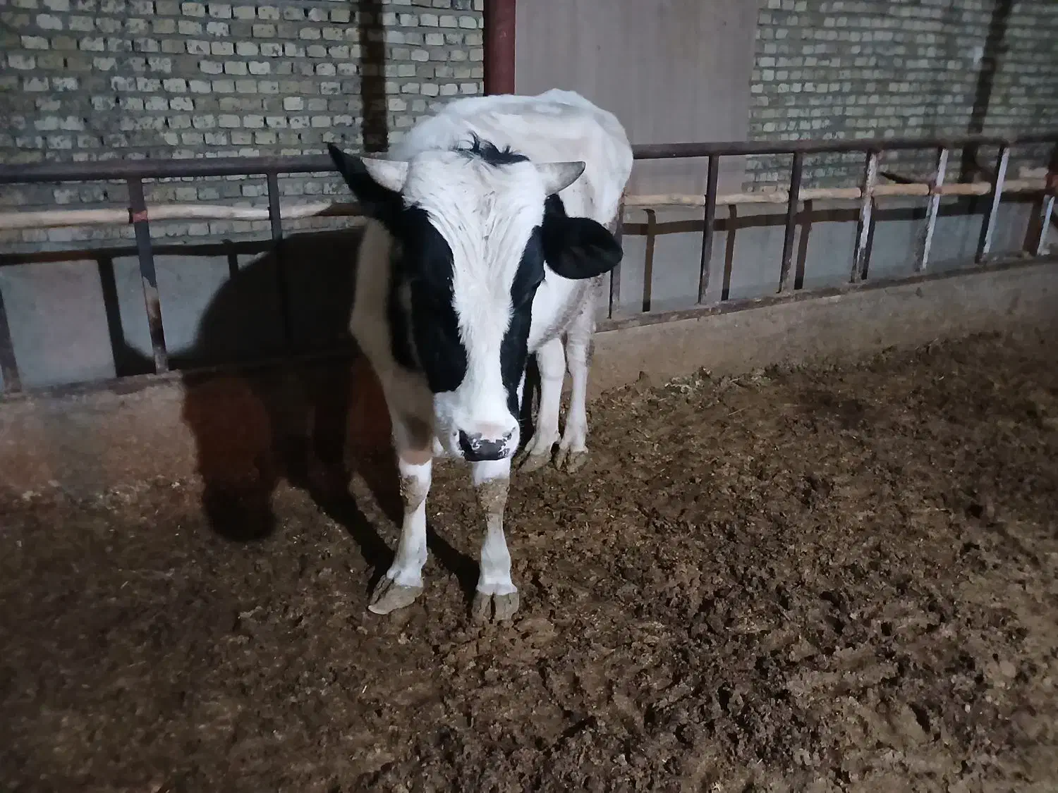 گوساله نر|حیوانات مزرعه|رامند, |دیوار