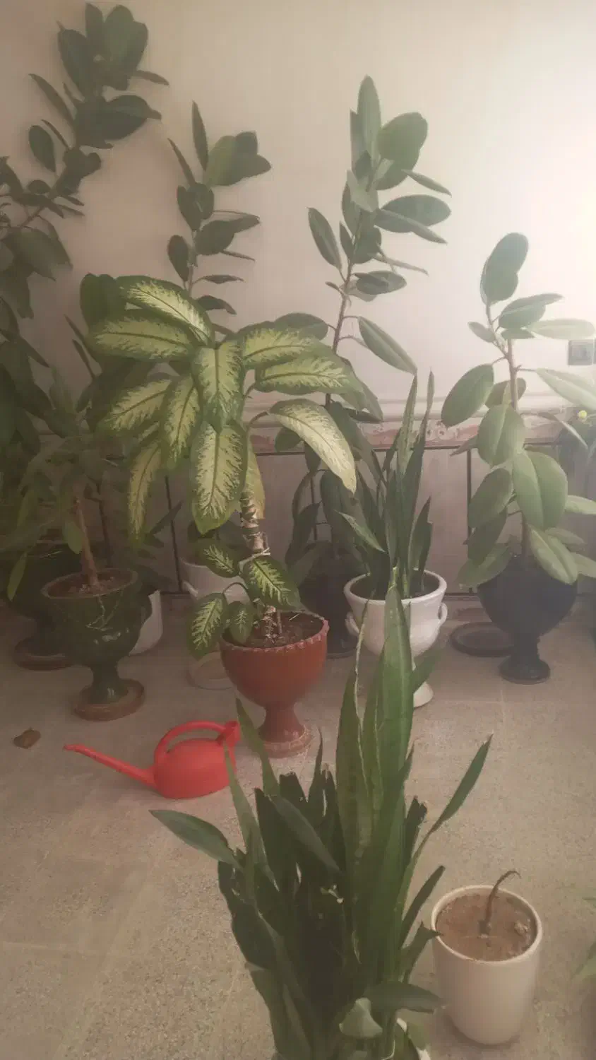 گلی طبیعی|گل و گیاه طبیعی|یاسوج, |دیوار