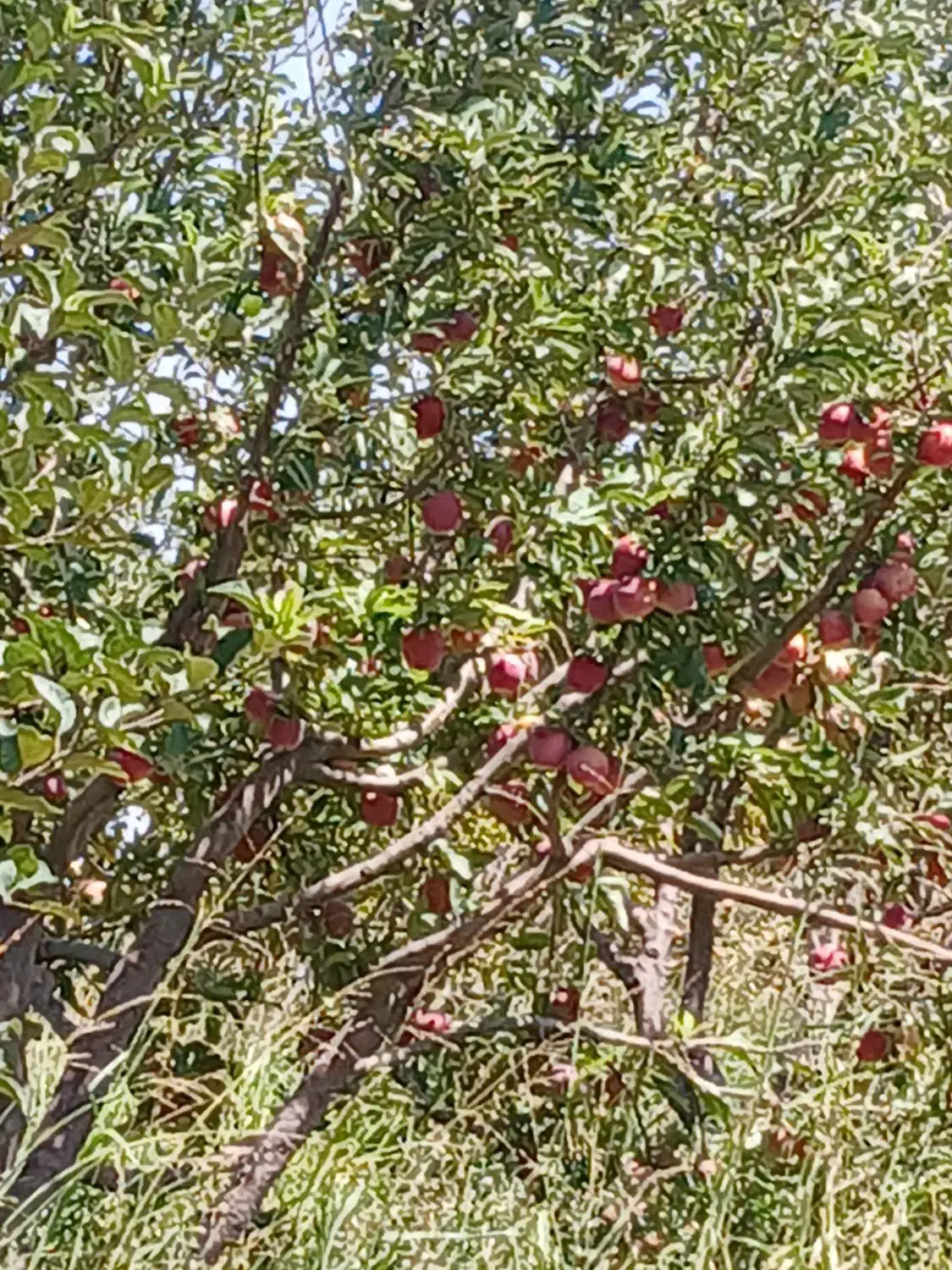 باغ سیب و مجوز گاوداری|فروش دفتر صنعتی، کشاورزی، تجاری|دشتابی, |دیوار