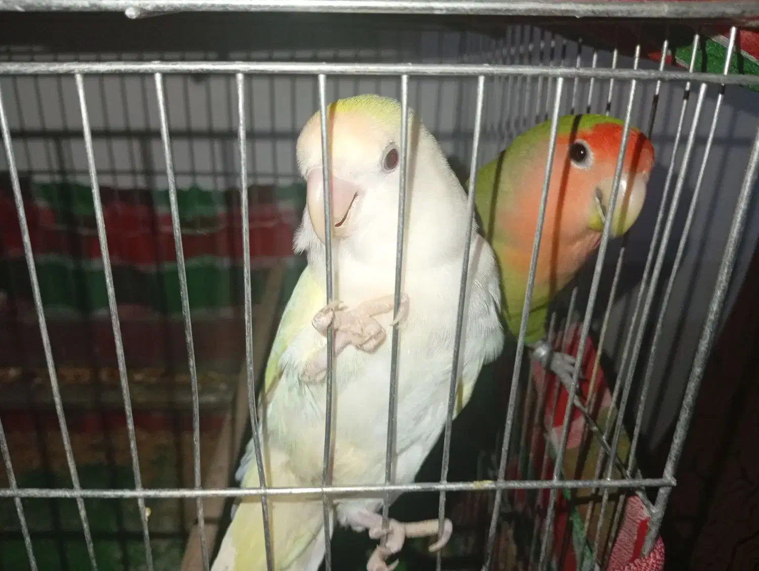 طوطی برزیلی|پرنده|ایذه, |دیوار