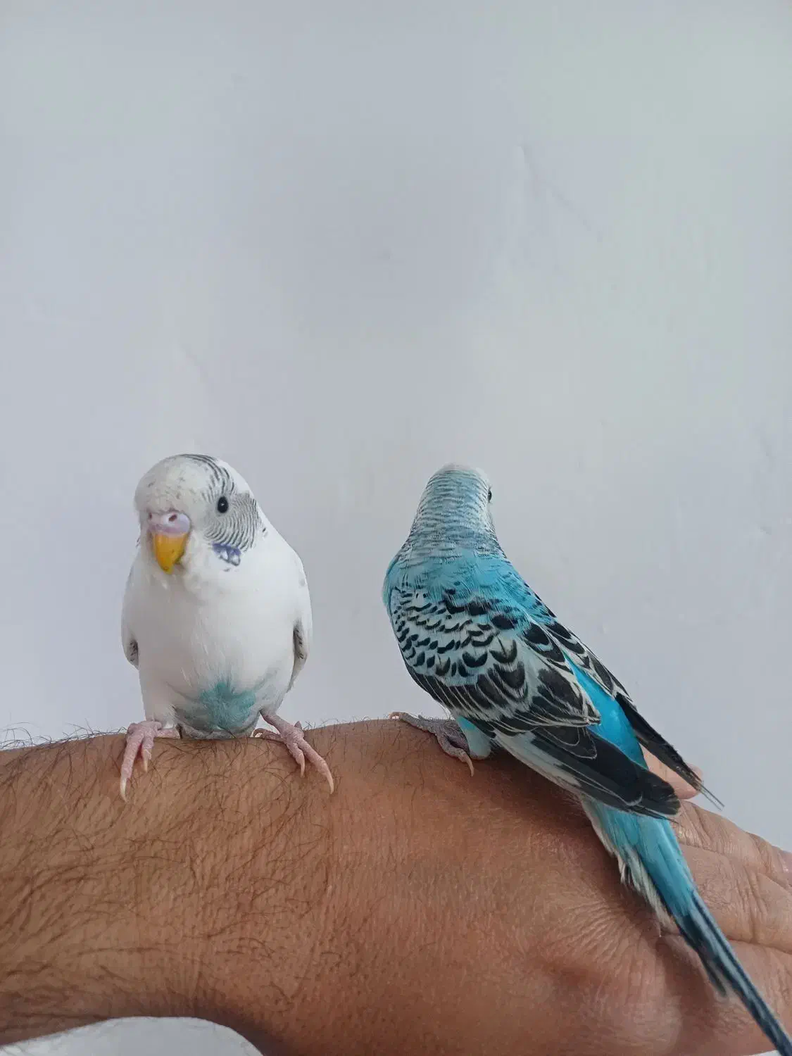 مرغ عشق|پرنده|بروجرد, |دیوار